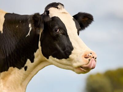 cow, holstein, licking, rural, outdoors, animal, farmer, black-and-white, portrait, nature, tongue, funny, agriculture, nose, entertaining, farm, mammal, amusing, everyday life, farming, europe