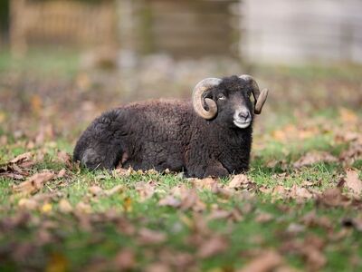 ram, ouessant, sheep, black, horn, animal, autumn, leaves, grass, rest, lying, nature, rural, farm, wool, portrait, male, tame, outdoor