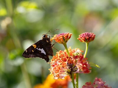 butterfly, wing, beautiful flowers, skipper, lantana, flower, bloom, pollination, insect, flower wallpaper, nature, macro, garden, colorful, bright, nectar, vibrant, flower background, summer, outdoor, biology, beauty, enjoy