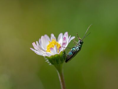 nature, mac wallpaper, floral background, insect, macro photography, side view, hd wallpaper, full hd wallpaper, windows wallpaper, beetle, wallpaper 4k, free wallpaper, laptop wallpaper, flower, free background, flower wallpaper, white, garden, 4k wallpaper, wallpaper hd, wildflower, green, cool backgrounds, background, macrophoto, desktop backgrounds, meadow flower, beautiful wallpaper, detail, flower crown, colorful, flower background, antenna, beautiful flowers, habitat, 4k wallpaper 1920x1080, magnification