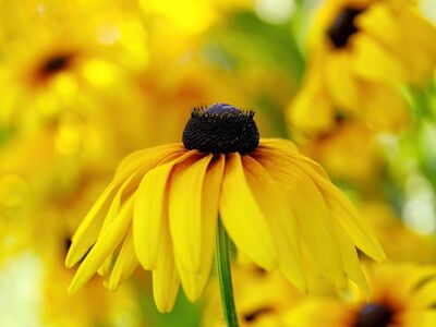 flower, wallpaper hd, full hd wallpaper, black-eyed susan, yellow, free background, garden, nature, macro, blurred, mac wallpaper, blooming, 4k wallpaper 1920x1080, windows wallpaper, free wallpaper, beautiful wallpaper, wallpaper 4k, summer, hd wallpaper, flower wallpaper, bright, 4k wallpaper, beautiful flowers, sunny, background, desktop backgrounds, petal, plant, environment, cheerful, laptop wallpaper, flowering plant, cool backgrounds, focus, aesthetics, floral background, flower background, green-yellow