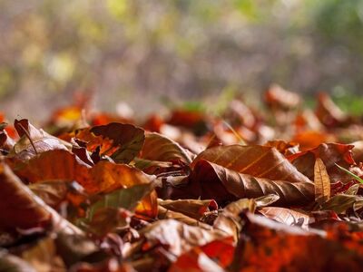 autumn, leaves, autumn colors, nature, leaves on ground, short focal length, ground, outdoors, calm, macro photography, seasonal, dry, texture, beauty, peaceful atmosphere, plant details, still life, calmness, earthy colors, peaceful, slightly blurred background