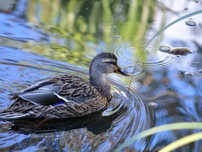 wild duck, water reflection, swimming, feathers, nature, water bird, animal, duck pond, calm water, ecosystem, on the water, wildlife, green background, movement in water, mirror reflection, peaceful nature, duck bird, water surface, natural beauty, wild bird