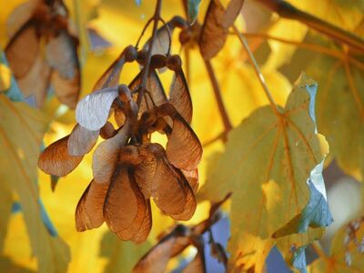 maple seeds, backlight, nature, autumn, leaves, leaf veins, autumn colors, maple propeller, sycamore, nature wallpaper, maple tree, nose clamp, maple fruits, fir tree, seeds, double nuts, winged seeds