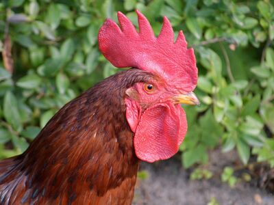 rooster, agriculture, farm, animal husbandry, comb, free range, feathers, pride, rural, nature, fauna, wattle, plumage, poultry, cock, wildlife, chicken breed, male chicken, dewlap