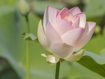 lotus, beautiful flowers, flower, bloom, flower wallpaper, petals, pond, pink, natural, tranquility, zen, japanese garden, summer, flower background, meditation, aquatic plant, leaves, calm, beauty, purity, nature, refreshing, inspirational, lotus flower