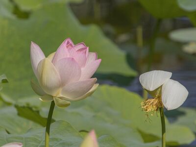 lotus, flower, bloom, petals, pond, leaves, green, nature, side view, summer, aquatic plants, natural beauty, tranquility, botany, flower stem, asian plants, lotus flowers, masculinity, femininity, photographic art