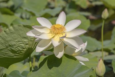 lotus, flower, bloom, petals, leaf, pond, summer, nature, asian, water plant, botany, landscape, garden, beauty, tranquility, tropical, reflection, ecology, sunrise, zen, meditation