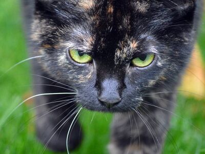 cat, predator, eyes, outdoors, grass, focused, fur, camouflage, whiskers, animal portrait, stalking, stare, pet, calm, prominent, alert, feline, home, cunning, blonde