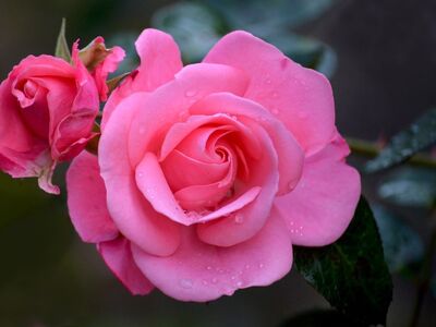 rose, flower, meadow, water droplets, pink, dew droplets, fresh, beauty, nature, cozy, details, calm, wet, red rose, wing, grace, ornament, romance, stone, background