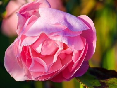 rose, pink, beauty, close-up, garden, bloom, romance, nature beauty, green background, petals, fragrant, natural, nature, detail, cheerful, flowering plant, charming, plant anatomy, morning light, harmony