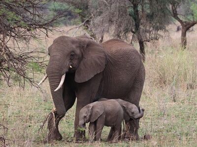 elephants, serengeti, tanzania, wildlife, safari, mother and baby, nature, animal, mammals, savanna, peaceful, protected area, family bond, nature reserve, african animals, elephant calf, offspring, wilderness, skin, young