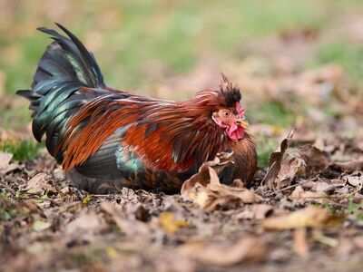 rooster, poultry, autumn, leaves, outdoors, nature, animal, farming, colorful, resting, feathers, shiny, exterior, farmer, puddle, autumn colors, plumage, sitting, homestead, livestock, days