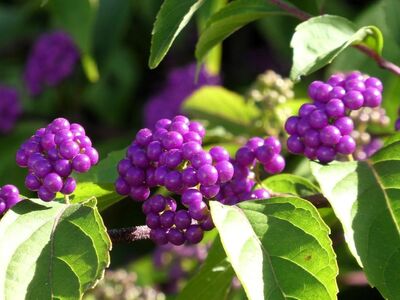 american beautyberry, callicarpa, purple berries, shrub, nature, autumn, garden, beauty fruit, flora, botany, details, image details, colors, purple, green, beautyberry, blooming, outdoors, decorative, outdoor plant, close-up