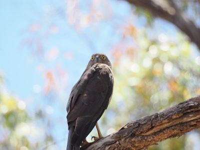bird, hawk, nature, animal, raptor, wildlife, tree branch, goshawk, view, natural environment, background colors, olive green, golden light, focus, territory, conservation, bird photography, biotope, bird nest, species, birdwatching