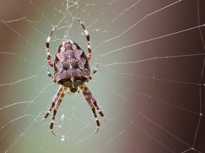 spider, web, macro, insect, colorful background, detail, arachnid, green, nature, spider detail, autumn, spider silk, animals, cross spider, natural motif, species, prominent motif, outdoors, life