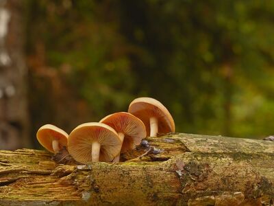 mushrooms, forest, log, gills, nature, root, forest floor, autumn, vegetation, fruiting body, macro photography, close-up, moss, ecosystem, natural beauty, environment, natural habitat, biotope, mycology