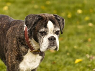 dog, boxer dog, outdoor, mature dog, grass, intimidating, brown, pet, animal, wrinkle, old dog, face, family dog, loyal, fur, autumn, veteran, dog friend