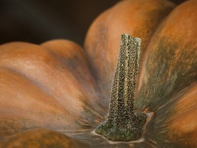 pumpkin, stem, autumn, agriculture, detail, vegetable, texture, orange, crop, seasonal, nature, harvest, close-up, garden, halloween, culture, produce, intricate, horticulture, spatial