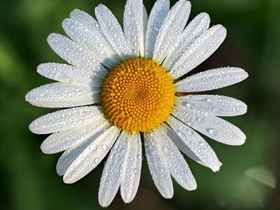 daisy, water droplets, nature, garden, macro, flower, petals, blooming, dew droplets, flower wallpaper, natural beauty, white petals, outdoor, green background, sunny, beautiful flowers, clear, photography, purity, flower background, freshness, simplicity