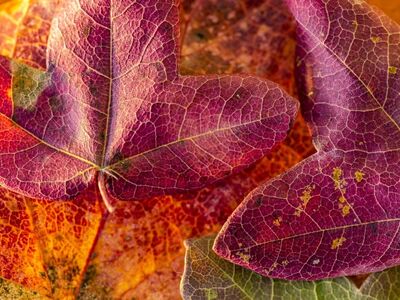 leaf, nature, free wallpaper, autumn, 4k wallpaper 1920x1080, nature wallpaper, full hd wallpaper, leaves, beautiful nature, fall, mac wallpaper, nature background, plant, texture, hd wallpaper, laptop wallpaper, background, maroon, orange, yellow, windows wallpaper, beautiful colors, wallpaper hd, autumn leaves, fall colors, natural texture, outdoor, floral background, colorful, desktop backgrounds, wallpaper, 4k wallpaper, creative, cool backgrounds, free background, beautiful wallpaper, wallpaper 4k, macro photography