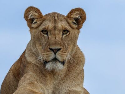 lion, savannah, nature, wild, predator, feline, safari, portrait, animal, eyes, head, mane, clay, lying, trail marker, yellow, sky, animal in nature, dignity, help, preparatory