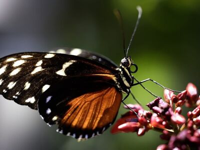 butterfly, pollination, lepidoptera, entomology, beautiful flowers, nature, macro photography, beautiful, natural world, wings, insects, natural colors, flowering plant, garden, flower background, flowers, special, graceful, flower wallpaper, beauty, nature photography, scenic