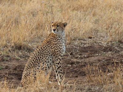 serengeti, predator, wildlife, cat, cheetah, tanzania, africa, fastest, animal, pet, savanna, spotted, running, speed, nature, hunting, natural habitat, carnivore, mammal, wilderness, biotope, ecosystem