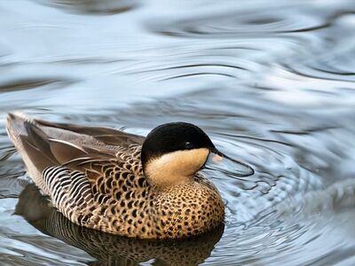 spotted teal, duck, nature, waterfowl, bill, ornithology, animal, park, feathers, lake, water, pond, birdwatching, natural habitat, close-up, depiction, serenity, reflection, pretty, comfort, water reflection