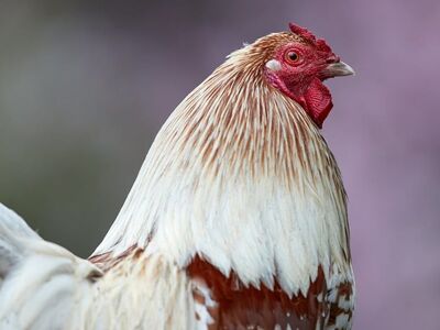 rooster, feathers, comb, profile, close-up, colorful, farm, beak, countryside, domestic, nature, animal, livestock, young, eye, bird, ornamental, portrait, plumage