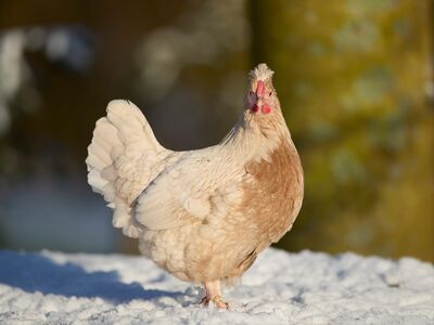 hen, winter, snow, cold, bird, farming, outdoors, feather, comb, impressive, livestock, nature, natural light, coop, day, fluffy, beautiful, hobby farm, natural habitat
