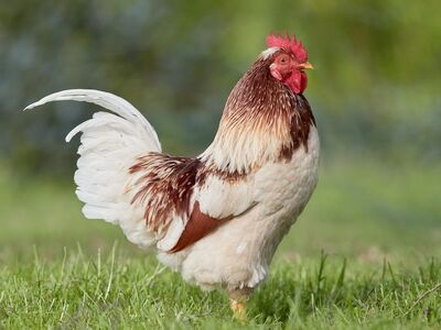 rooster, young rooster, chicken, poultry, bird, farm, plumage, grass, nature, agriculture, livestock, rural, comb, outdoors, standing, village, red, farming, field, animal, husbandry