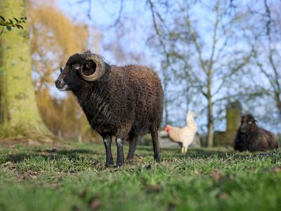 sheep, ram, black sheep, horns, rural, meadow, farm, agriculture, goose, no people, outdoors, domesticated, ouessant sheep, rooster, grass, nature, season, nap, animals, landscape