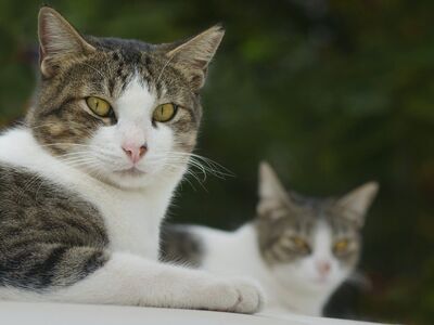 cat, portrait, domestic, animals, whiskers, fur, mammal, animal photography, cat eyes, animal, close-up, pet, nature, outdoors, two cats, calm, focus, facial expressions, curious, friendly, white, relaxation