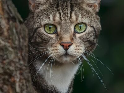 cat, feline, animal, nature, wildlife, fur, eyes, whiskers, mammal, pet, natural habitat, tree, experience, wildness, photography, cute, gaze, obvious, striking, contrast, outdoor