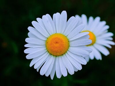 daisy, white flowers, nature, close-up, yellow center, flowering plant, autumn, flower meadow, wildflower, sunny morning, seasonal flower, field flower, decorative, fresh flowers, botanical garden, landscape, blooming, floral, countryside, plant life, outdoor