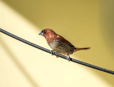 bird, scaly-breasted munia, close-up, nature, wire, bird sitting, yellow background, outdoor, black and white wings, nature photography, landscape, sunny day, light yellow, single, small bird, landscape bird, beak, wild