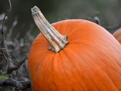 pumpkin, orange, autumn, cut branches, texture, natural, close-up, botanical, still life, outdoor, seasonal, branch, decorative, frisch, halloween