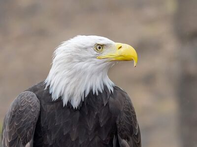 eagle, bald, eagle head, yellow beak, feathers, bird of prey, white head, sharp gaze, nature, golden eagle, open beak, bird portrait, natural environment, animal king, survival, statue, eye, wildlife, wild predator, symbol of strength, Las Palmas de Gran Canaria, Canary Islands, Spain