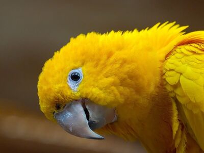 parrot, golden parrot, yellow color, bird, nature, exotic bird, beak, eye, bird head, feathers, morphology, fauna, colors, animal portrait, wildlife study, natural habitat, animal detail, zoo, play of light, close-up portrait, yellow, bird beak