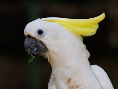 cockatoo, exotic bird, yellow crest, nature, bird, wild, indonesian bird, nature photography, photography, southeast asian birds, avian, world, yellow, indonesia, white bird, wildlife, tropical bird, bird photography, crest