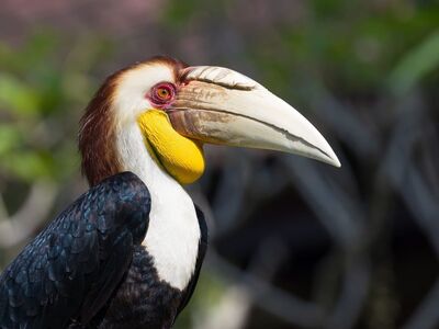 bird, indonesian wildlife, exotic bird, hornbill, bird in nature, tropical wildlife, ornithology, nature photography, asian birds, nature, colorful feathers, birdwatching, natural habitat, wild birds, botanical garden, yellow beak, large beak, bird species, distinctive beak, yellow chin