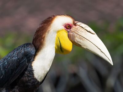 indonesian wildlife, bird, exotic bird, bird photography, nature photography, hornbill, beak, tropical nature, forest, animal portrait, wild bird, nature, yellow, red eyes, tropics, fauna, dynamic, wilderness, safari, run, curved, black feathers