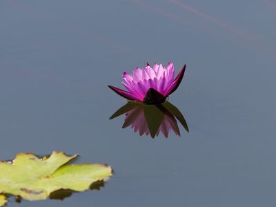 lotus, flower, bloom, nature, flora, plant, flower background, garden, water, pink, reflection, water surface, flower wallpaper, leaf, calm, zen, peace, asian culture, tranquil scene, beautiful flowers, summer