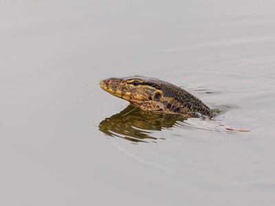lizard, reptile, animal, nature, wildlife, fauna, monitor, water, pond, indonesia, in the wild, swimming, wild reptile, head, scaly, wild animals, breathing hole, nature monitor