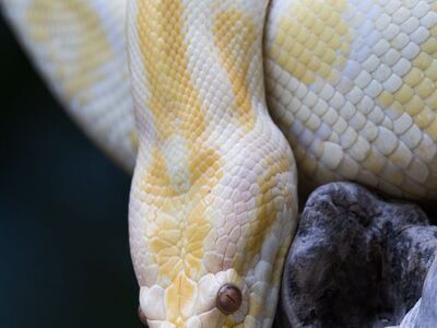 snake, reptile, nature, wildlife, animal, portrait, indonesia, yellow, albino, tree bark, details, color pattern, natural, close-up, animal world, ecology, living, yellow snake, wild, jungle