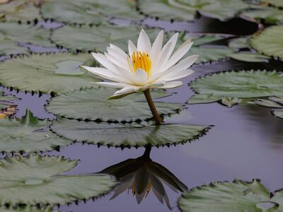 flower, water lily, flower wallpaper, petals, pond, nature, reflection, aquatic plant, garden, leaf, summer, white, calm, peaceful, yellow, beautiful flowers, zen, meditation, zen garden, tranquil space, stress relief, flower background, peaceful environment