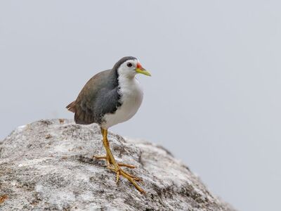 bird, nature, nature photography, wild bird, exotic bird, view, small bird, safari, avian, birdwatching, indonesia, asian, fauna, tropical, animal, rock, animal world, biology, curious, conservation