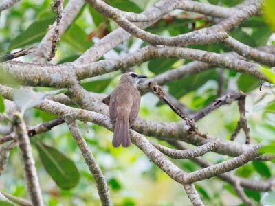 bird, indonesia, wildlife, tropical, nature, wild bird, forest, birdwatching, photography, exotic bird, bulbul, bird photography, asian birds, observation, bird behavior, biology, ecosystem, green, branch