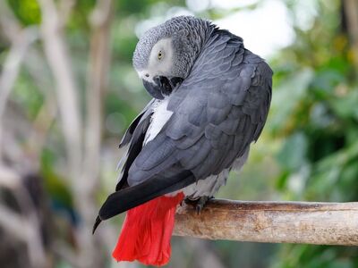 parrot, african grey parrot, red tail, wildlife, bird, nature, avian, grey, unique, tropical, wild birds, exotic, indonesia, animal, photography, bird in nature, feathers, animal portrait